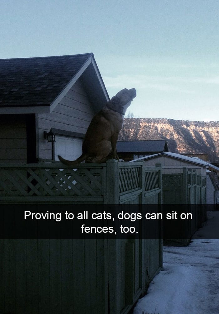 perro-creando ese gato-sentado-en-la-cerca