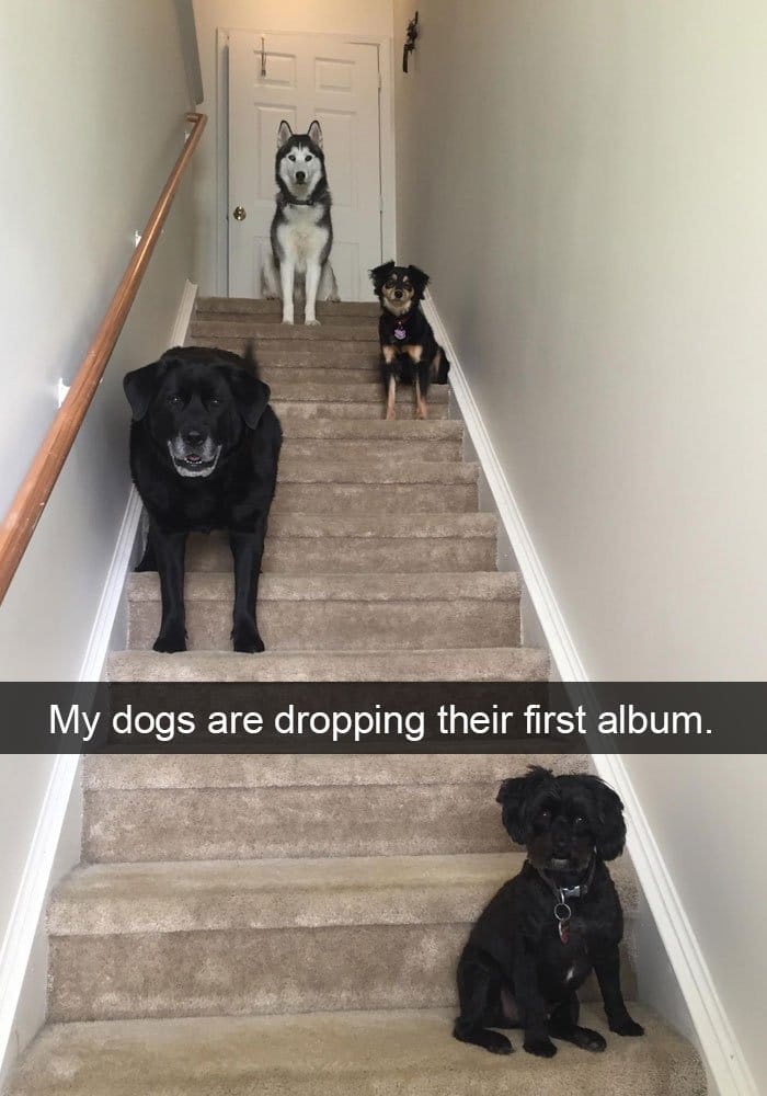 perros-soltando-su-primer-album