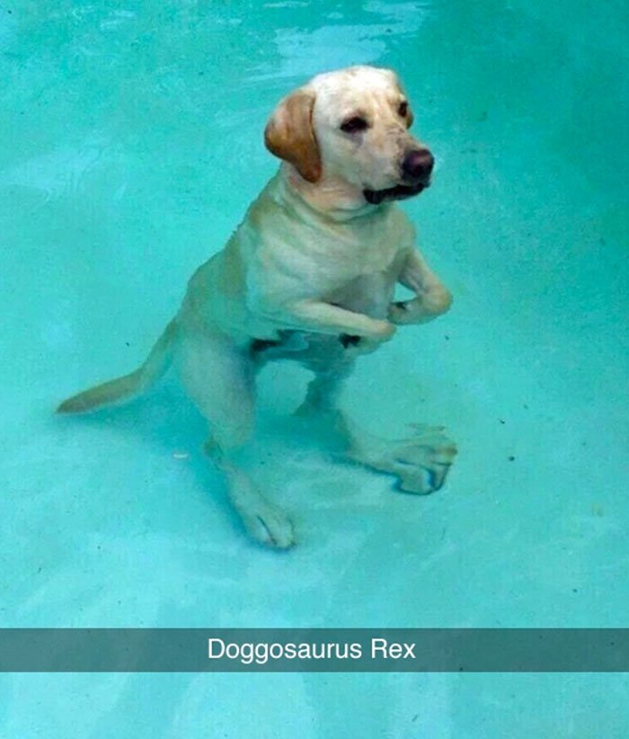 doggosaurus-rex