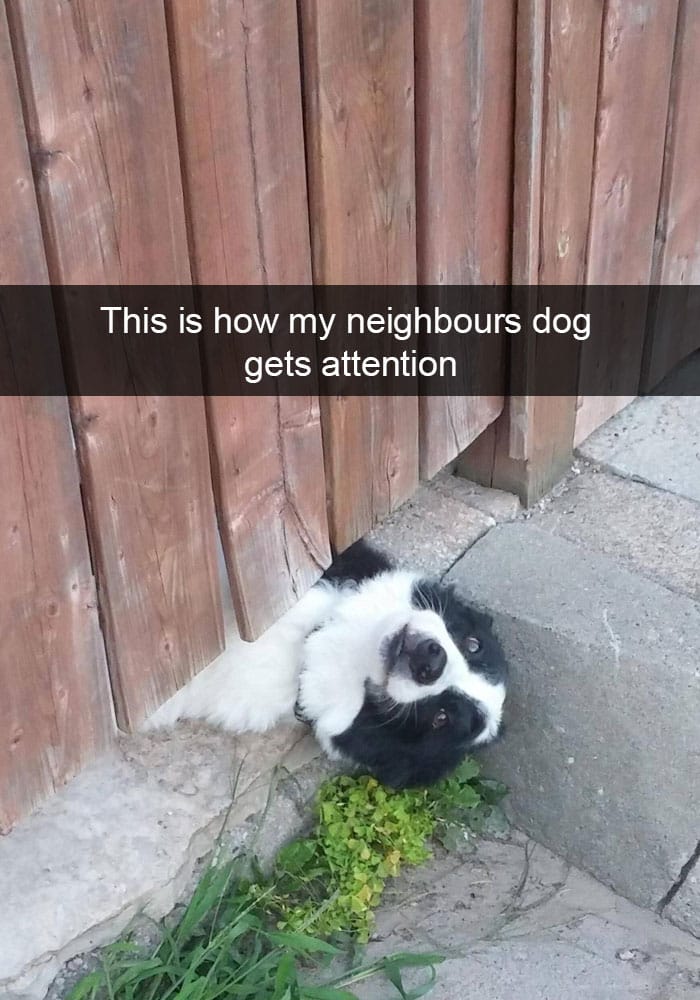 vecinos-perro-bajo-cerca