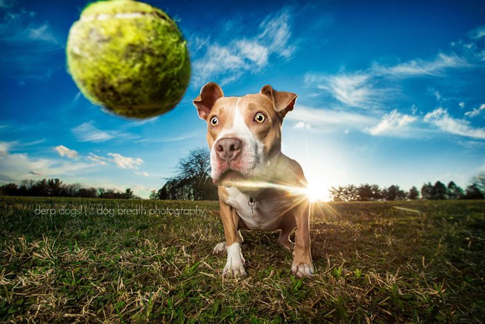 derpy-dog-ball-ball