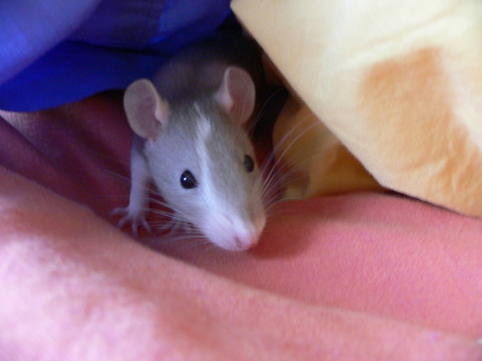 ratas jugando al escondite asvid dacher