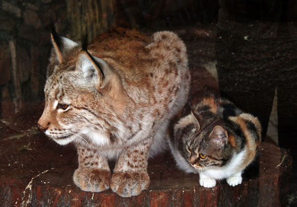 Linda the Lynx y Dusja the Inland Cat Calico haciendo el sitio del pan