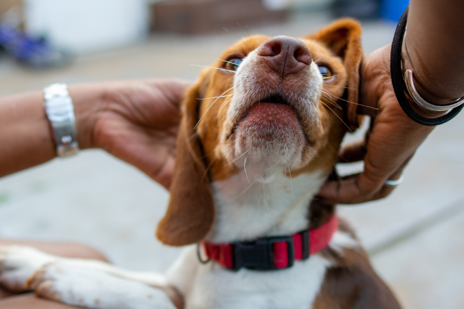 beagle tiene rasguños en las orejas del dueño de puntos