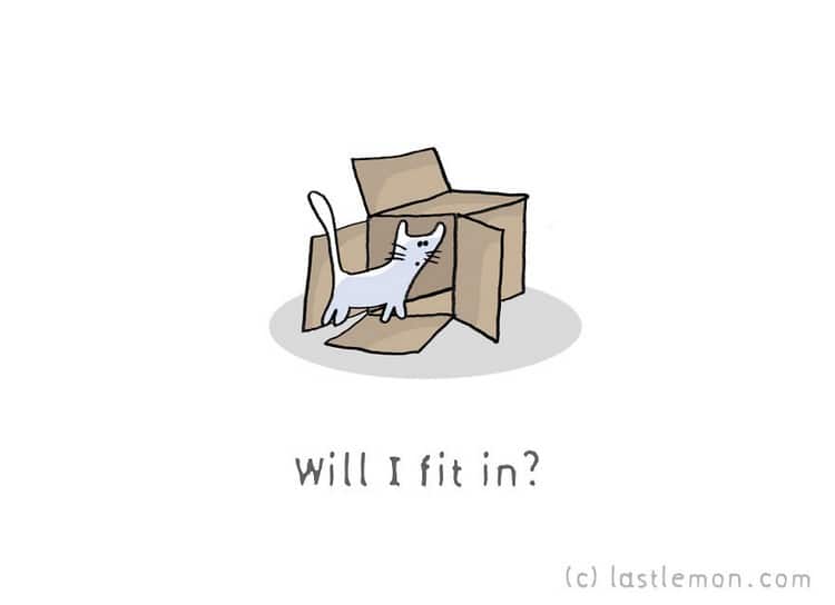 caja de ajuste de gato
