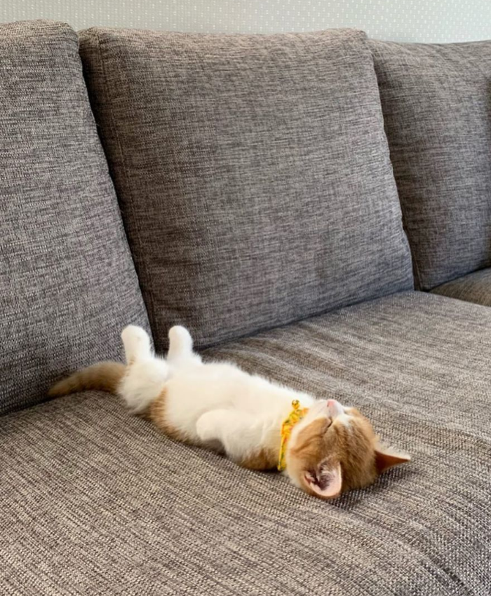 en el sofá durmiendo gatito chavata2023