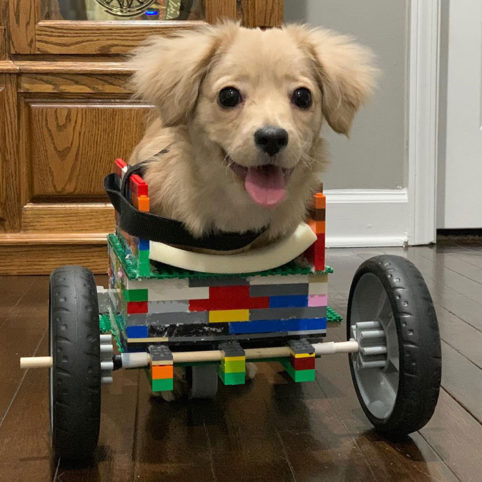 paseos para cachorros discapacitados con silla de ruedas lego
