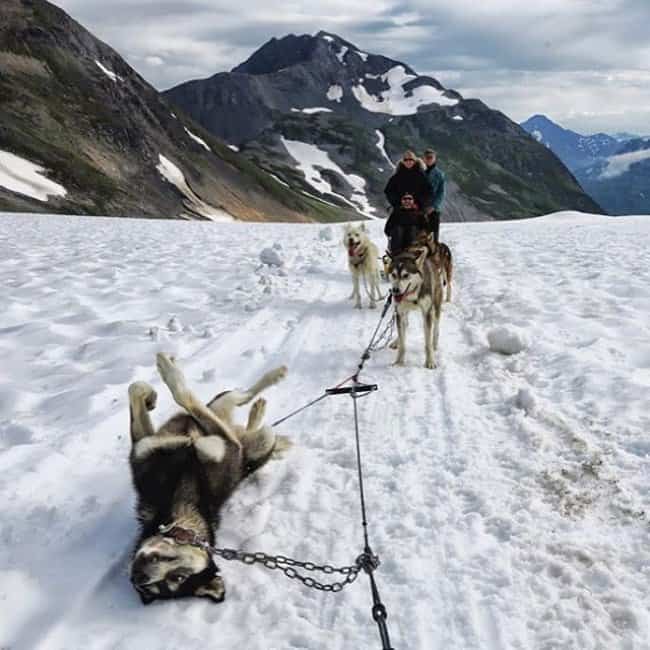 alaskan-husky-take-a-break-from-trineo-significado-pictures pictures