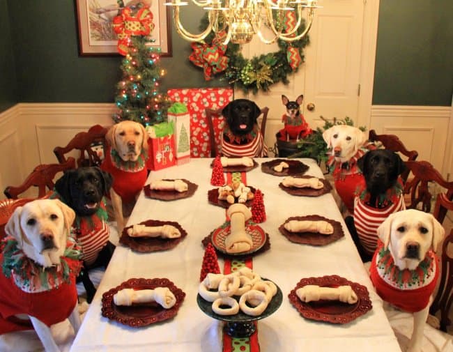 perros-navidad-fiesta-significado-imágenes