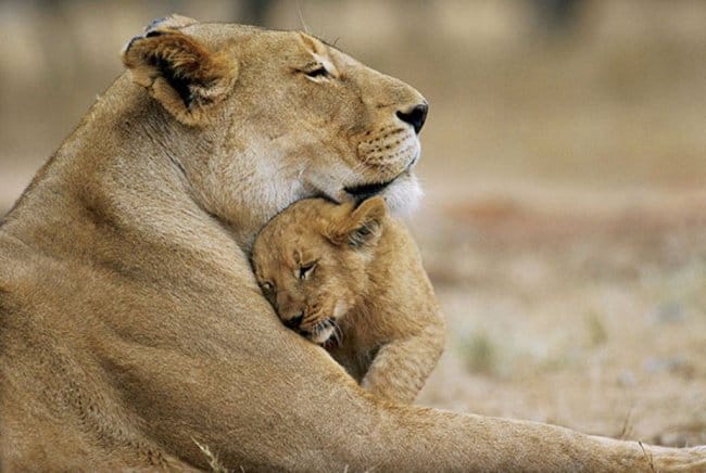leon-maternal-amor-significado Fotografías