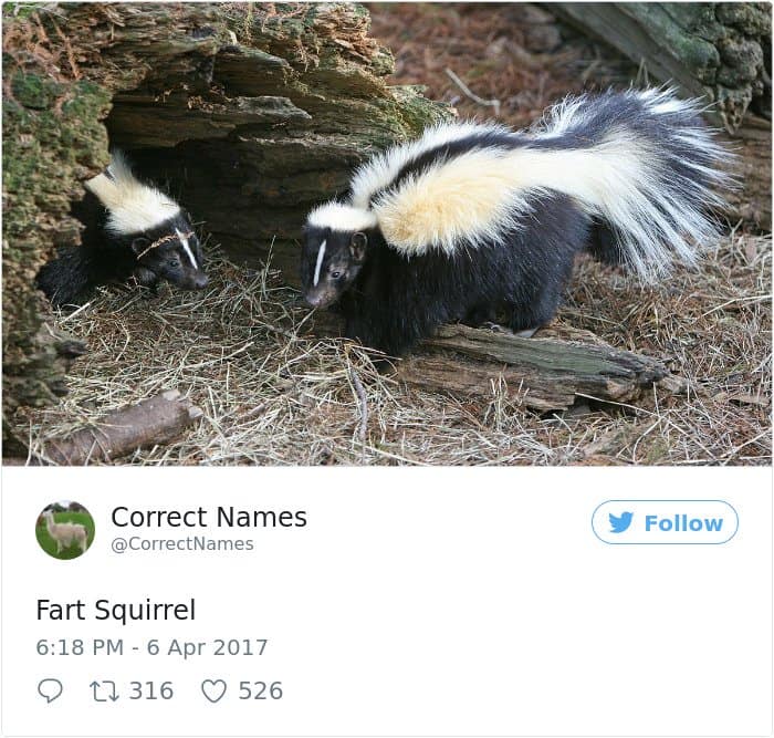 Cuenta de Twitter cambia el nombre de Daily Things Squirrel Fart