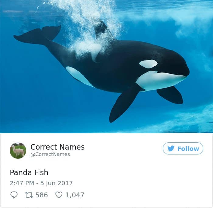 La cuenta de Twitter Everyday cambia el nombre del pez panda