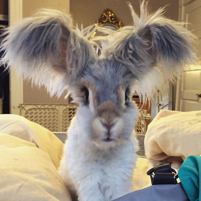 orejas de conejo locas