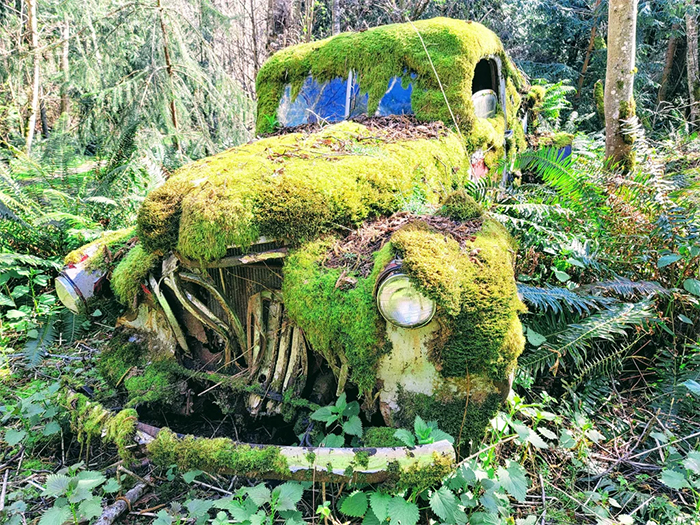 un coche viejo reclamado por la naturaleza