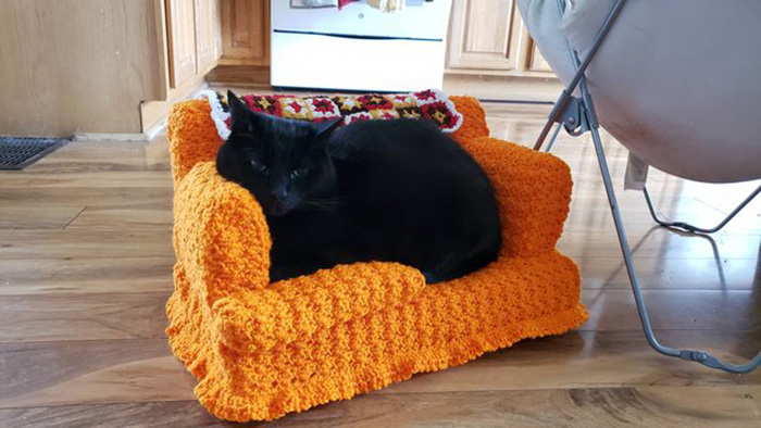 gato negro sentado en un sofá de gato naranja
