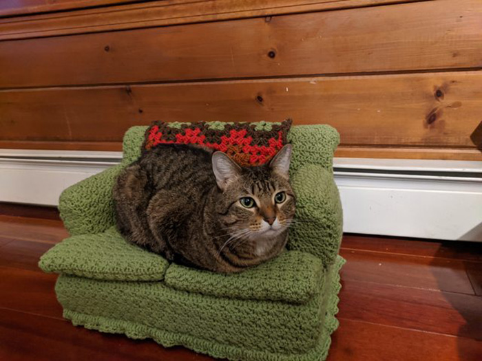 gato sentado en un sofá de gato verde
