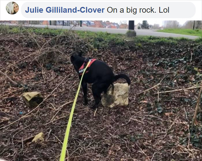 perro caca en una gran roca