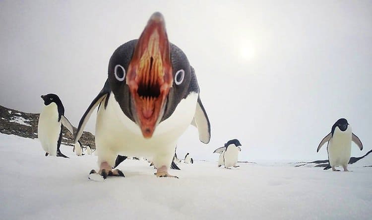 pingüinos natgeo
