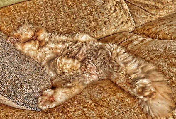 sofá-gatos-camuflaje