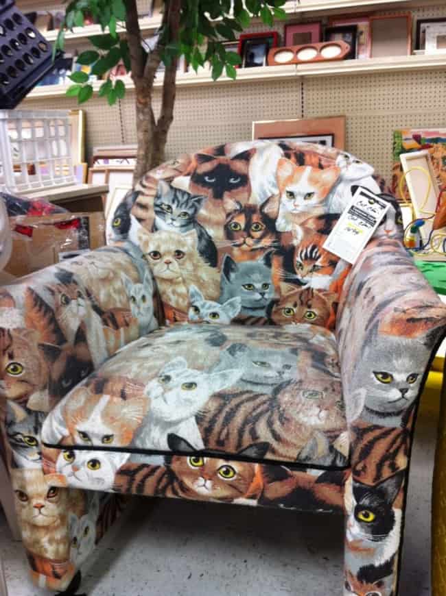 Extraña tienda extraña tiene una silla cubierta de gatos