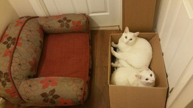 sofá de caja de gato divertido