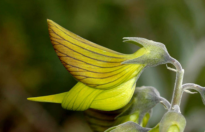 flor densa que se asemeja a una flor de pájaro verde de caderas