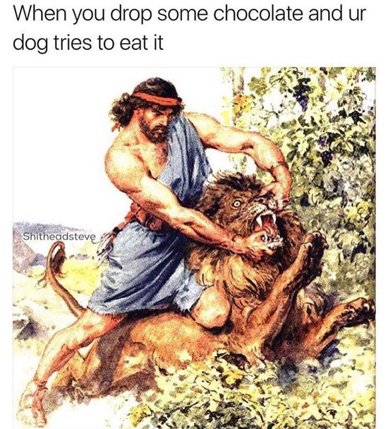 clásico chocolate-arte-memes-perro-intenta-comer-chocolate