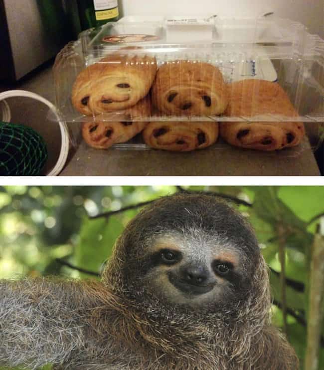 croissants_and_sloth_look_alike