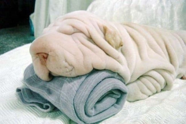 dog_and_towel_look_alike