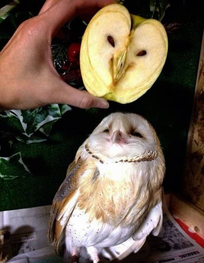 apple_and_owl_look_alike