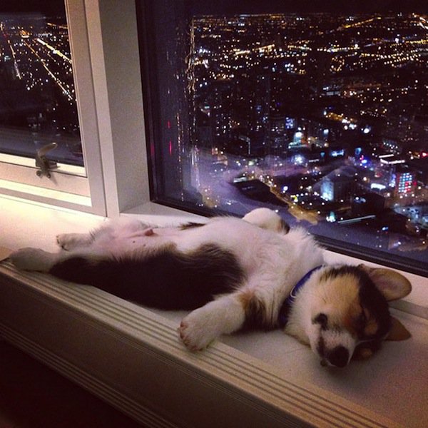 dormir-perro-ventana-repisa