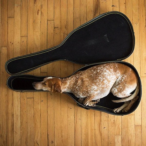 estuche de guitarra para dormir-perro
