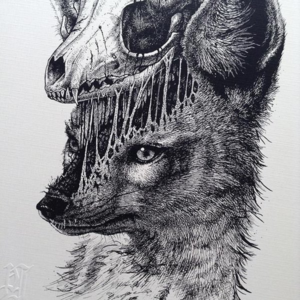animales-paul-jackson-fox dibujos de calaveras