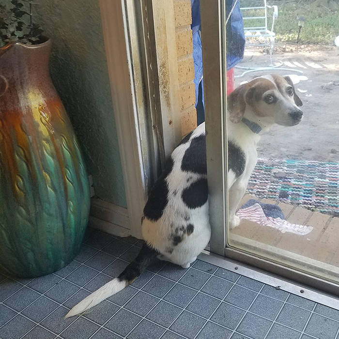 Fotos divertidas de mascotas mantienen la puerta abierta