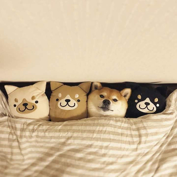 divertidas fotos de mascotas almohada almohada
