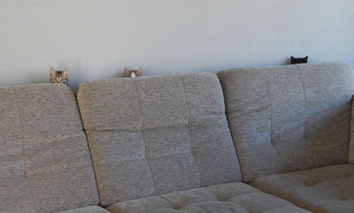 sofá de los gatos ninja escondido