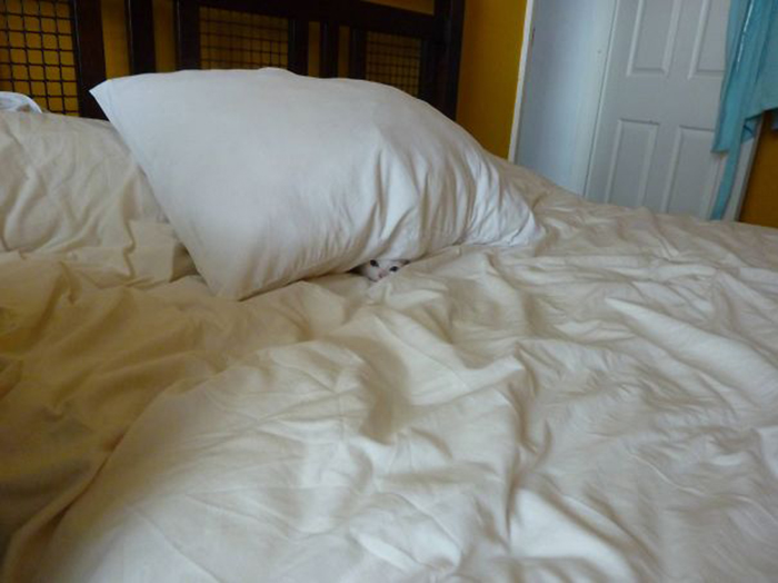 gatito furtivo escondido debajo de una almohada