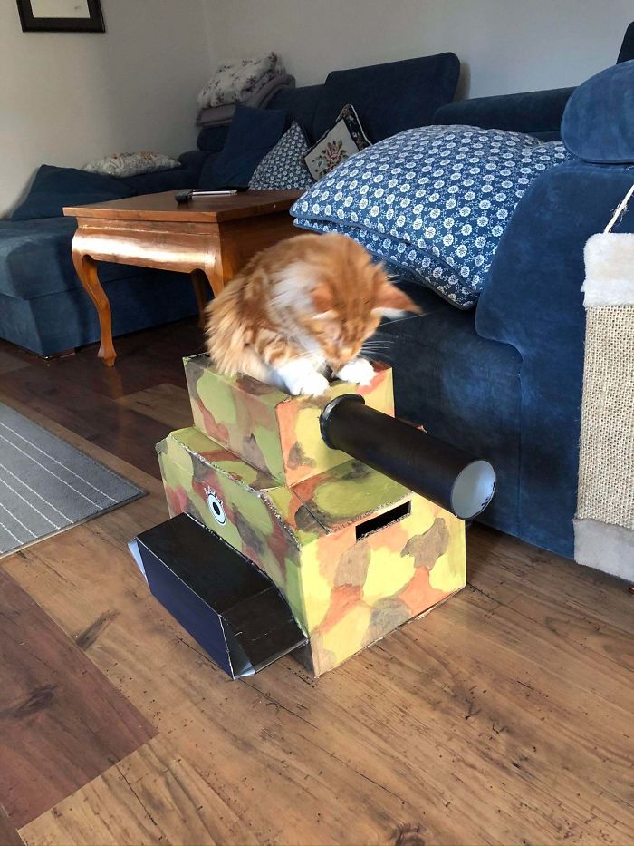 personas en cuarentena crean tanques de cartón para gatos
