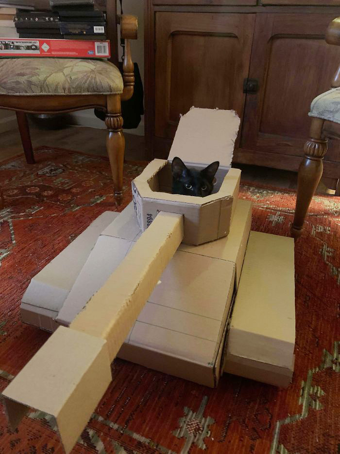gato en tanques de cartón