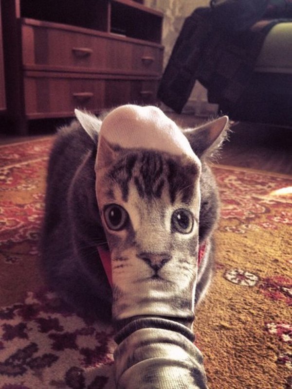 calcetín de gato perfectamente sincronizado