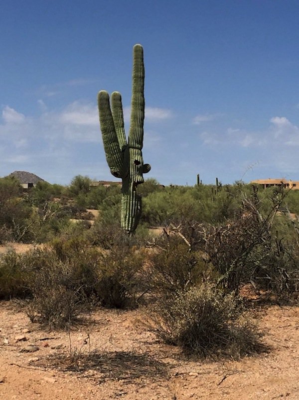 cosas-cactus