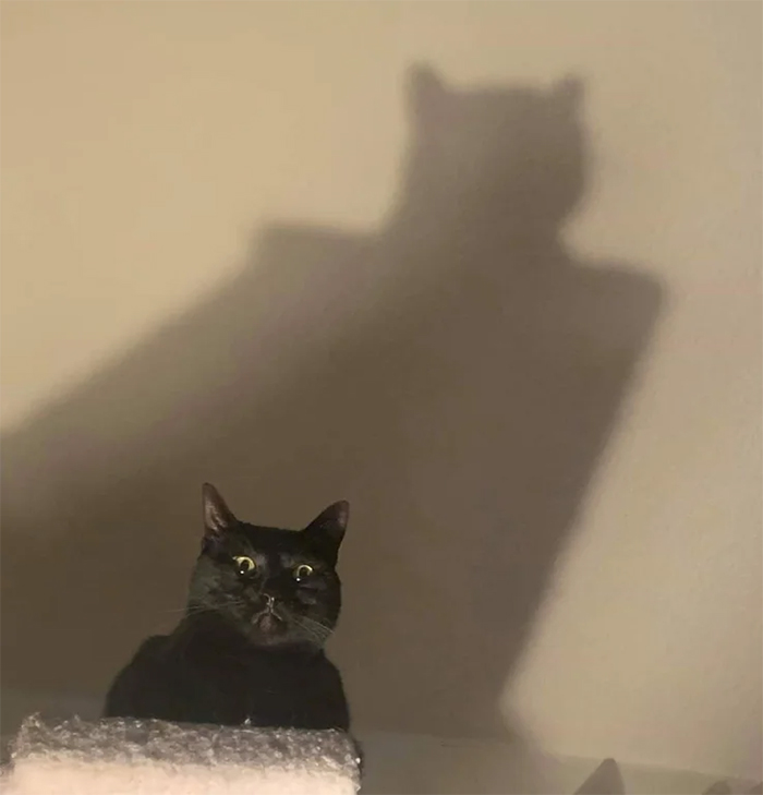 Gatito amenazador con sombra de batman