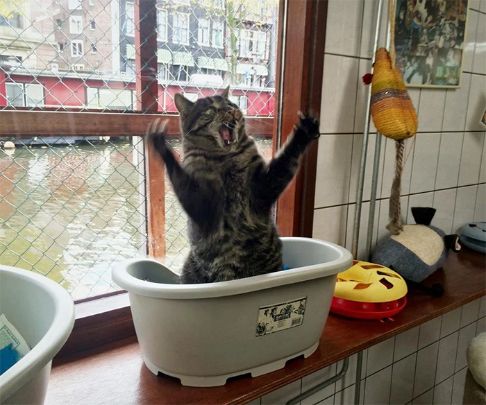 Amsterdam gatos sobredramáticos