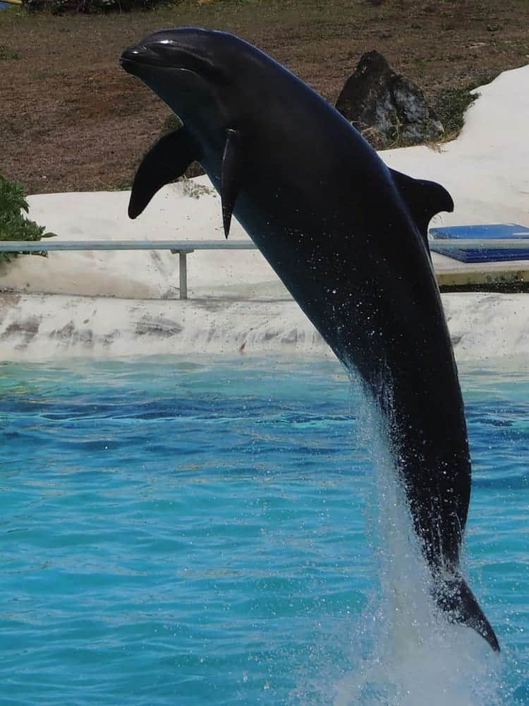 híbrido-wholphin