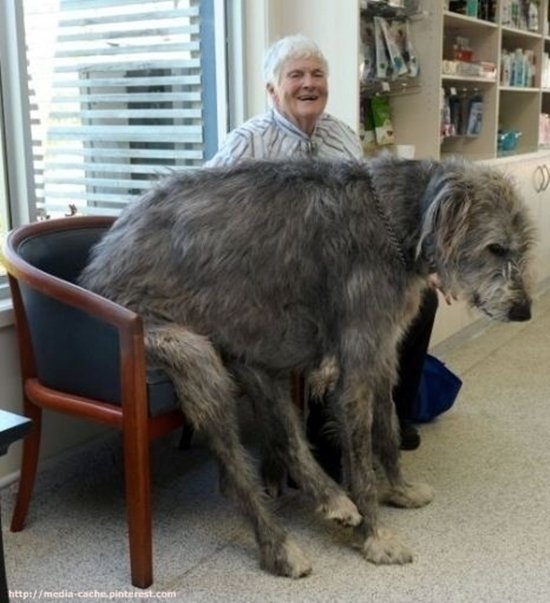 perro gigante