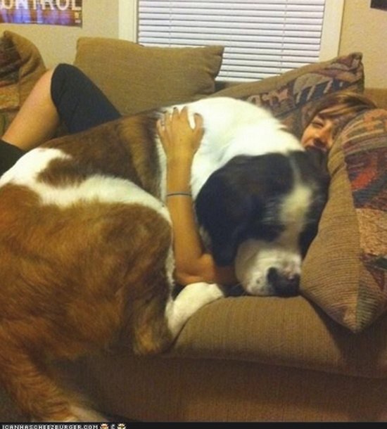 sofá-perro-gigante