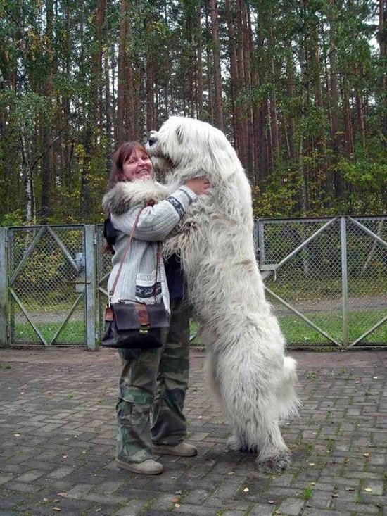 pelusa de perro gigante
