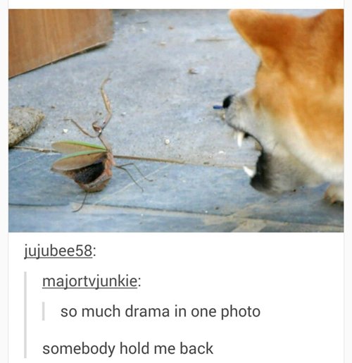imagenes-graciosas-de-animales-shibu-mantis