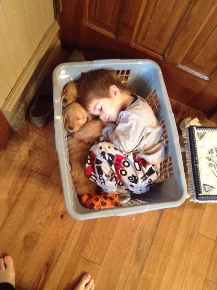 un niño duerme con sus amigos recuperando cachorros