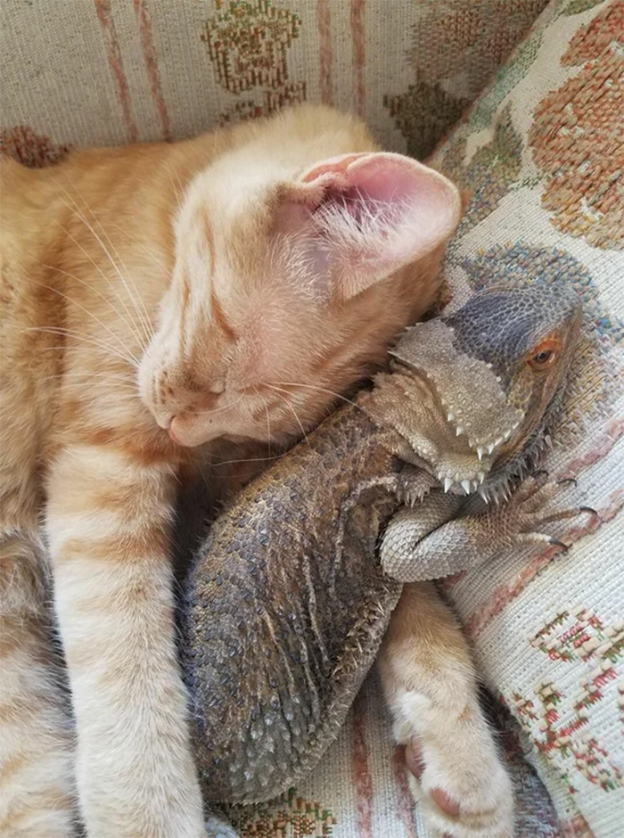 amigos durmiendo dragón gato y barba